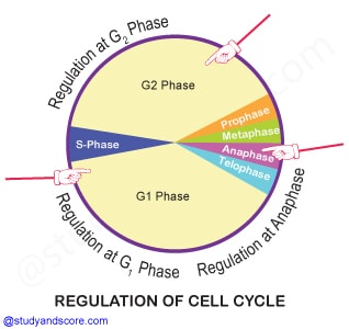 Cell cycle regulation, control of cell division, telomeres, Cyclin-Dependent Kinasesn growth factors, Cell cycle check points, G1 phase, G2 phase, S phase